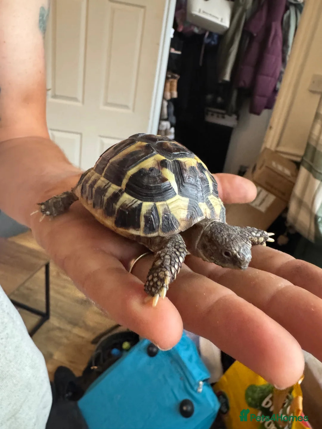 Hermann Tortoise reptiles for sale: Hermann tortoise  - Advert 1