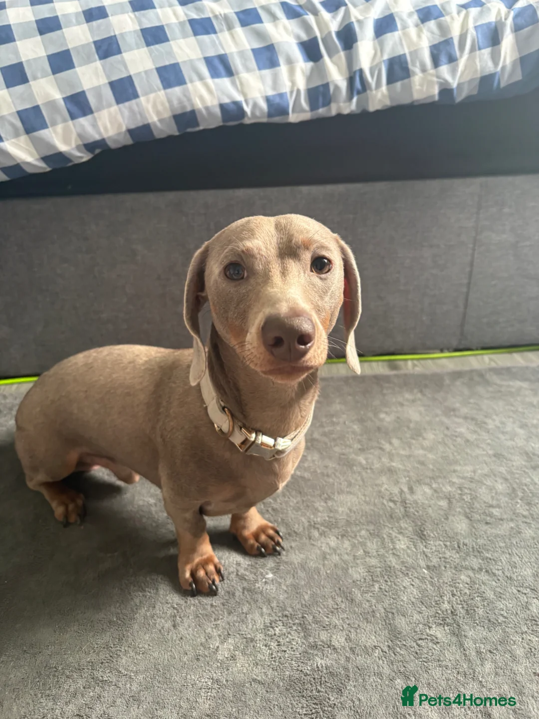 Miniature Dachshund dogs for sale: Silver miniature dachshund  in Burntwood - Advert 5