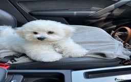 Bichon Frise dogs for sale: ✨ Bichon Frisé Puppies from Champion Bloodlines ✨ - Image 12