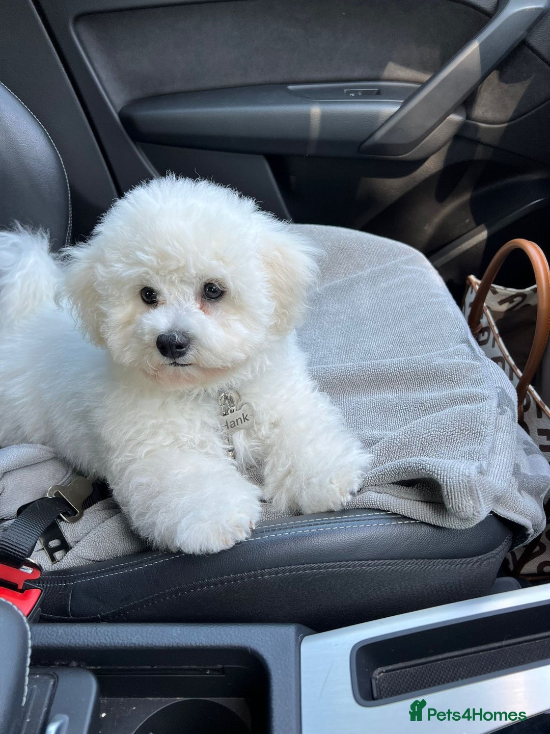 Bichon Frise dogs for sale: ✨ Bichon Frisé Puppies from Champion Bloodlines ✨ - Image 12