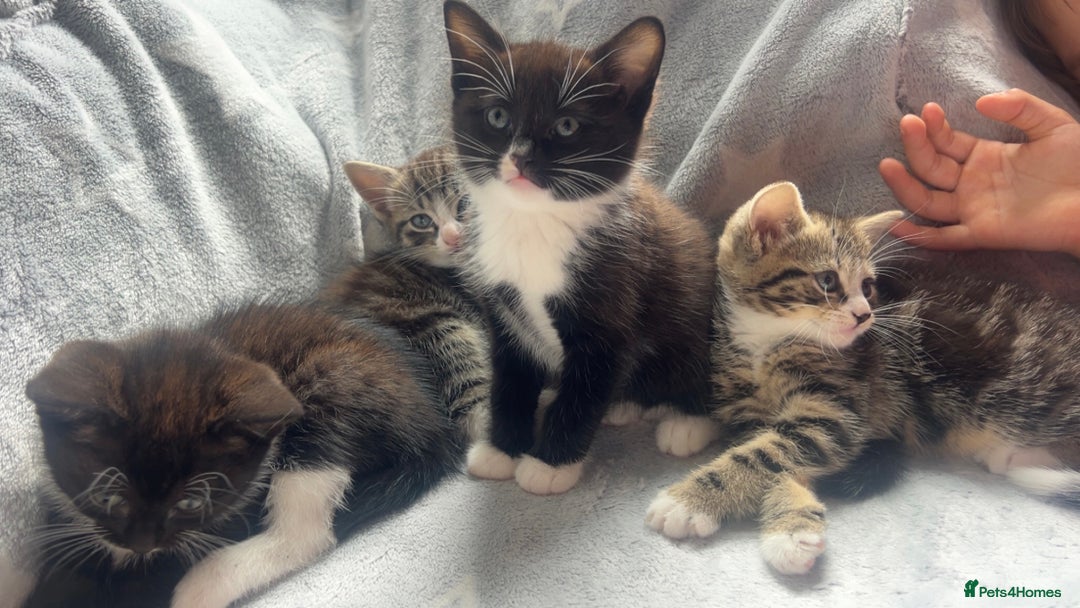 Mixed Breed cats for sale: kittens ready for reservation  - Image 2