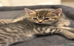 Mixed Breed cats for sale: 4 beautiful tabby kittens for sale  - Image 14