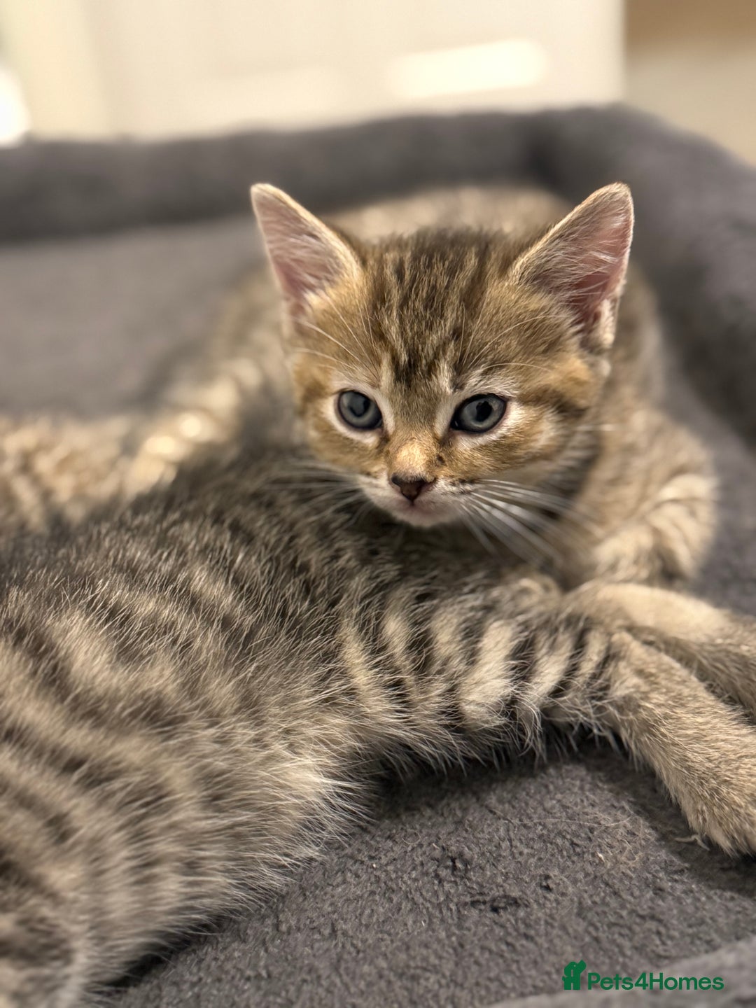 Mixed Breed cats for sale: 4 beautiful tabby kittens for sale  - Image 14