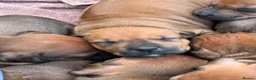Rhodesian Ridgeback dogs for sale: Rhodesian Ridgeback Puppies born 21st June 2026 - Advert 5