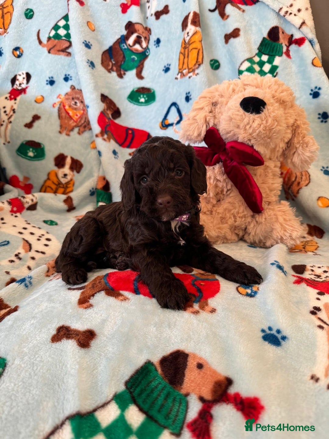 Cockapoo dogs for sale: Exceptional F1 Cockapoo puppies  - Advert 14
