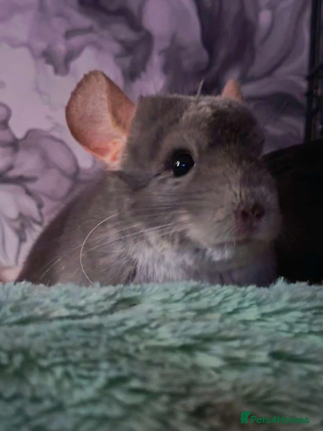 Chinchilla rodents for sale: Chinchilla   in Ashington - Advert 2