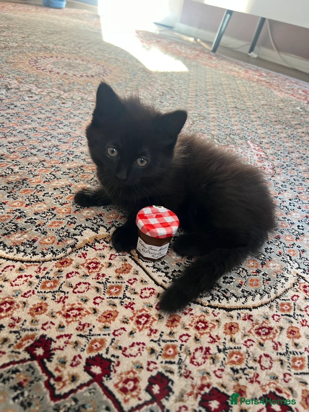 Mixed Breed cats for sale:  ** s  - Advert 3