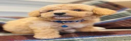 Cavapoochon dogs for sale: Exceptional Extensively health tested cavapoochon - Advert 7