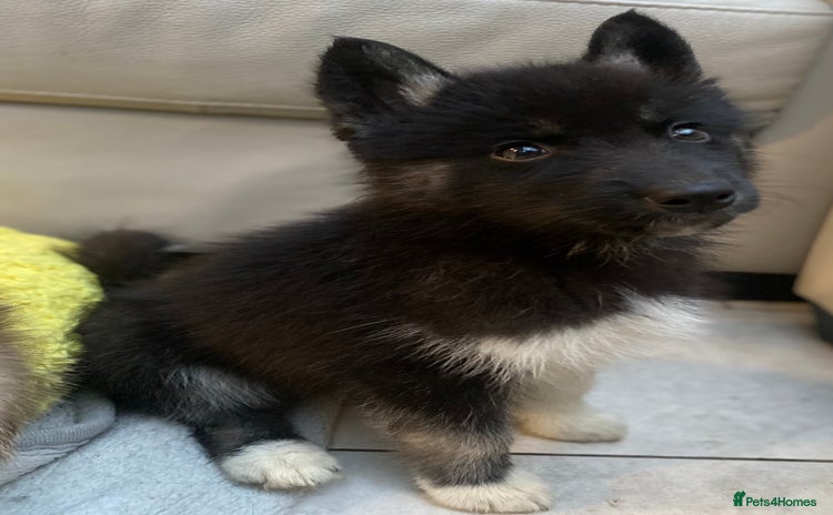 Siberian Husky dogs PREMIUM SIBERIAN HUSKY PUPPIES KC - Advert 2