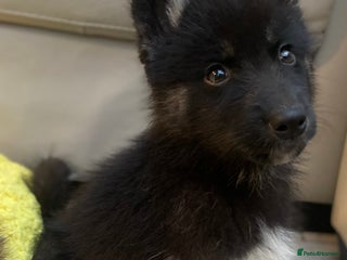 Siberian Husky dogs PREMIUM SIBERIAN HUSKY PUPPIES KC - Advert 10