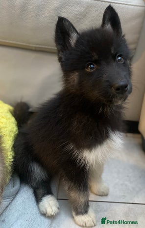 Siberian Husky dogs PREMIUM SIBERIAN HUSKY PUPPIES KC - Advert 2