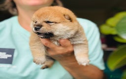 Japanese Shiba Inu dogs for sale: KC reg Japanese Shiba Inu puppies  - Image 22