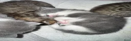 Mixed Breed cats for sale: Kitten - Advert 3