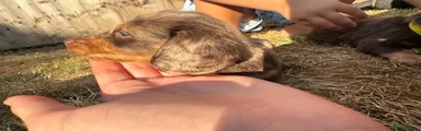 Miniature Dachshund 2