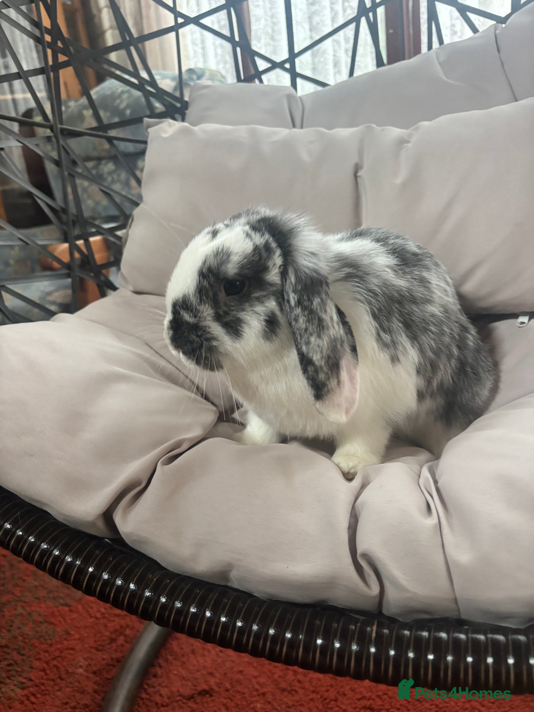 Mixed Breed rabbits for sale: 🐇 Rabbits - 4 available (2 boys, 2 girls) 🐇 - Image 2