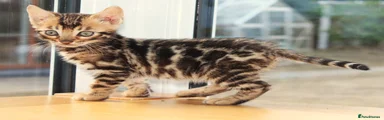 Bengal 2