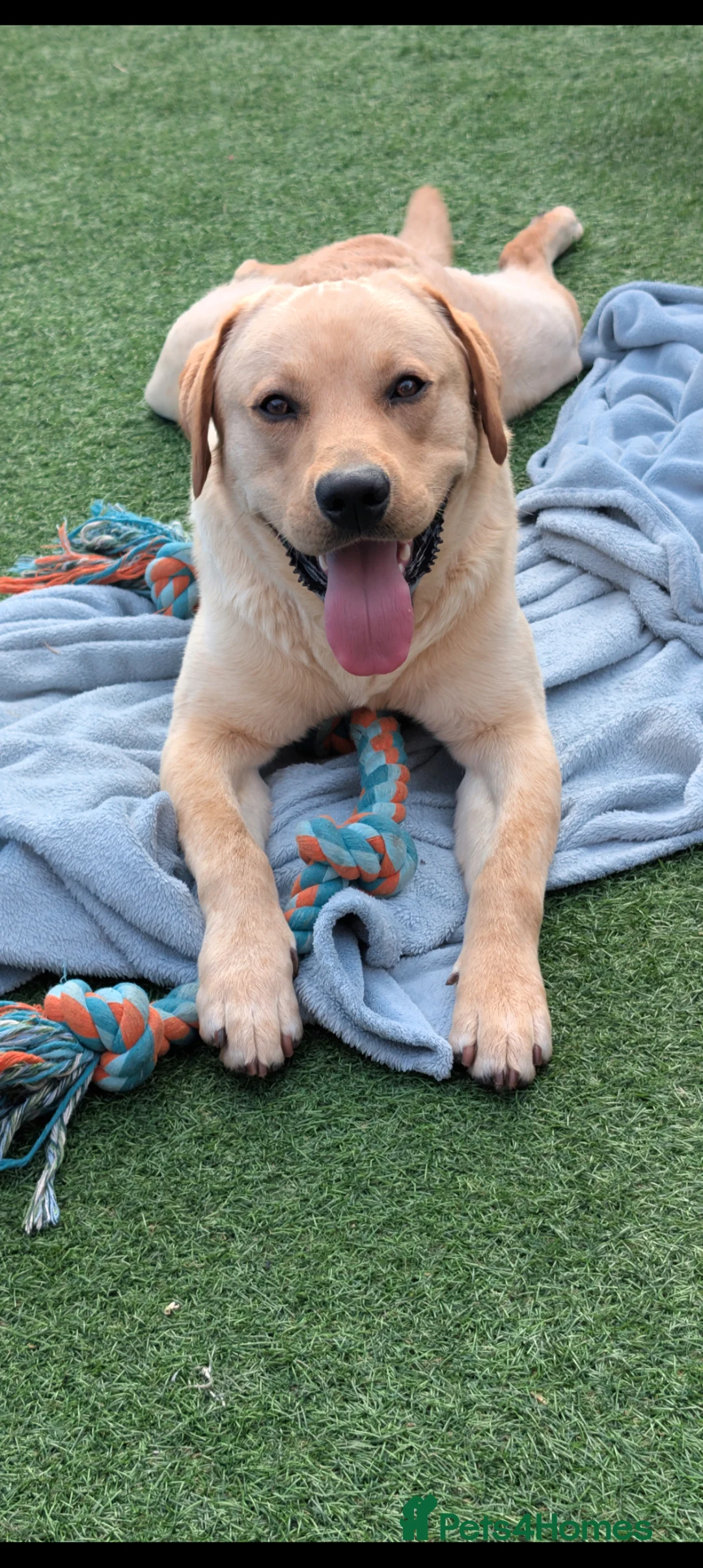 Labrador Retriever dogs for sale: Parker - Advert 2