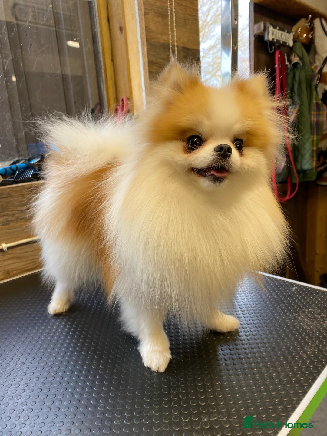 Pomeranian dogs for sale: KC Registered Female Pomeranian  - Advert 3