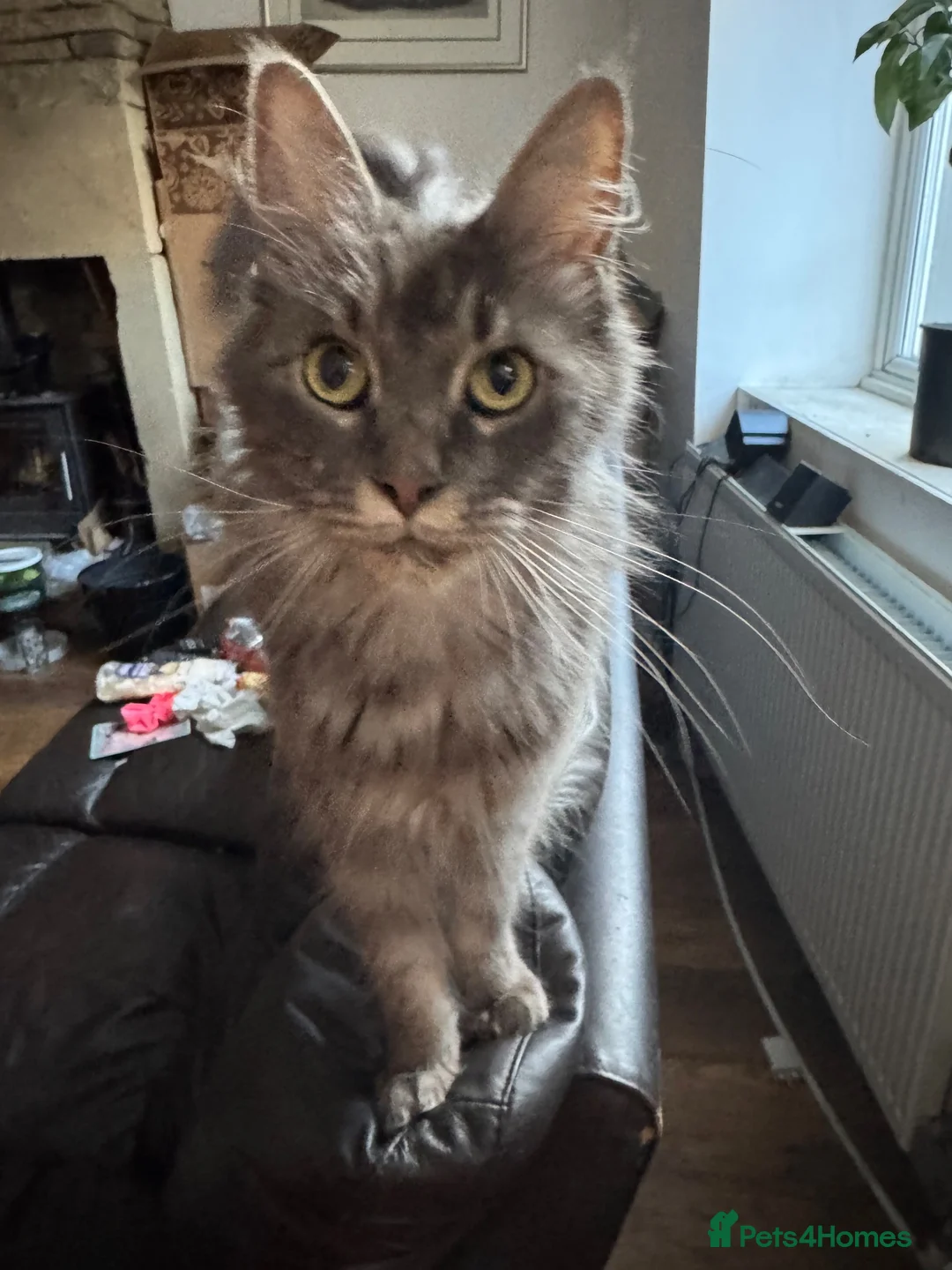 Maine Coon cats for sale: Stunning Maine coon kittens 💖💖 - Advert 2