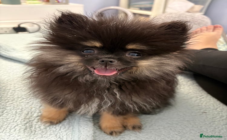 Pomeranian dogs - Advert 1
