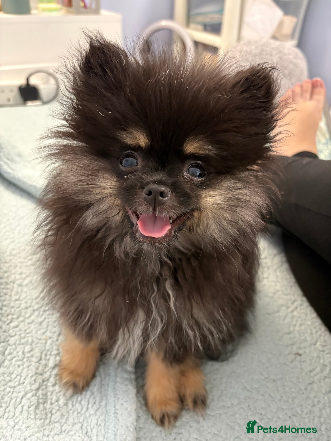 Pomeranian dogs for sale: Bear the tiny Pomeranian  - Image 1