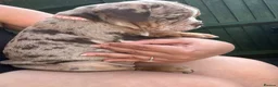 Dorset Olde Tyme Bulldogge dogs for sale: OLDE ENGLISH BULLDOG READY TO LEAVE  - Advert 6