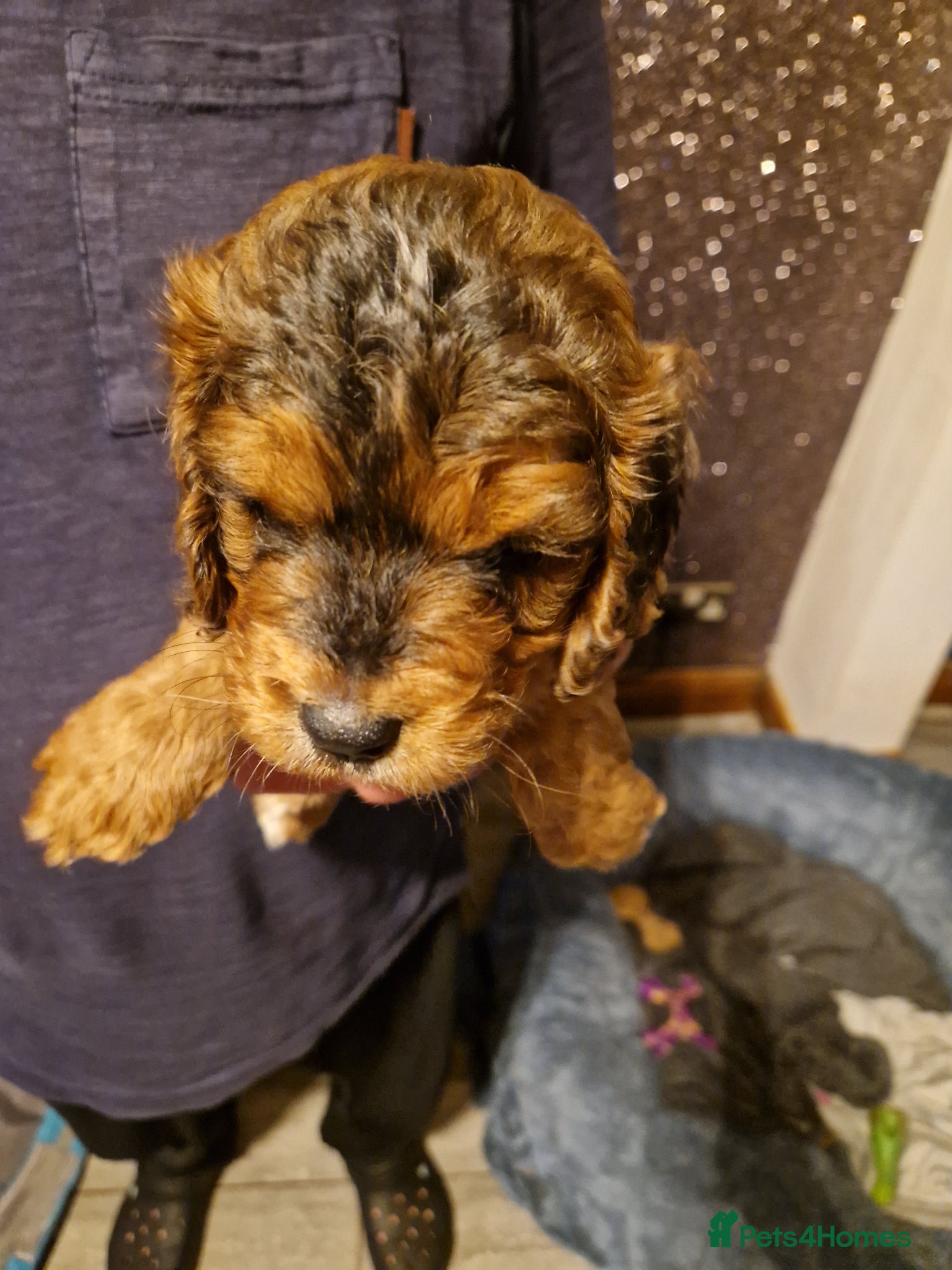 Cockapoo dogs for sale: RED AND SABLE F1 COCKAPOOS FOR SALE - Advert 14