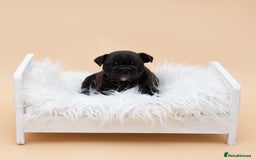 English Bulldog dogs for stud: HEALTH TESTED CLEAR & BOAS GRADED ZERO KC REG in Doncaster - Image 14