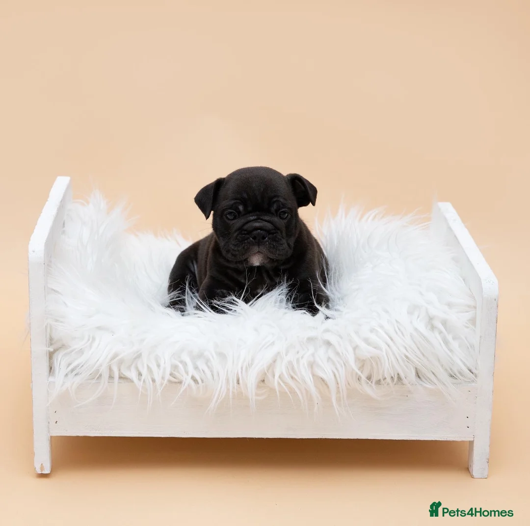 English Bulldog dogs for stud: HEALTH TESTED CLEAR & BOAS GRADED ZERO KC REG in Doncaster - Advert 14