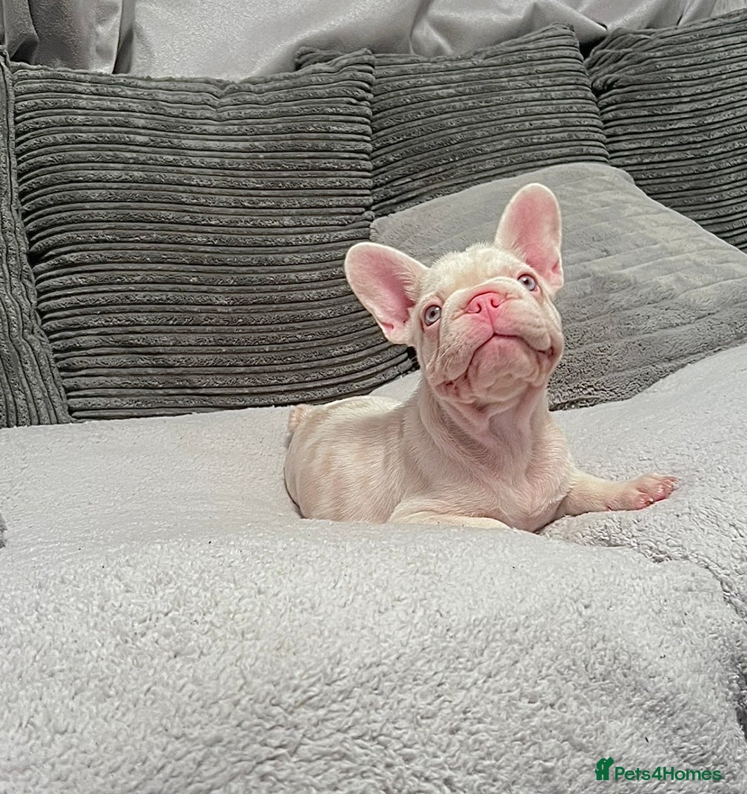 French Bulldog dogs for sale: KC reg 4 panel health test + DNA Male Frenchie Pup - Advert 12