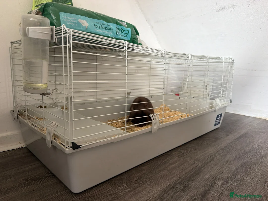 Mini Lop rabbits for sale: Beautiful brown bunny  - Advert 2
