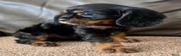 Cavalier King Charles Spaniel dogs for sale: K.C registered Black n Tan Cavalier King Charles - Advert 9