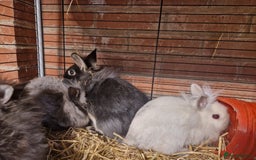 Lionhead rabbits for sale: Lovely floofy little lionheads males and females - Image 6