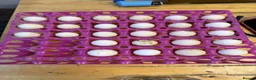 Chickens poultry for sale: Hatching Eggs: pure Serama, Bantam & LF Hybrids - Advert 3