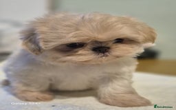 Shih Tzu dogs for sale: Outstanding Imperial Shih Tzu Pups - Image 10