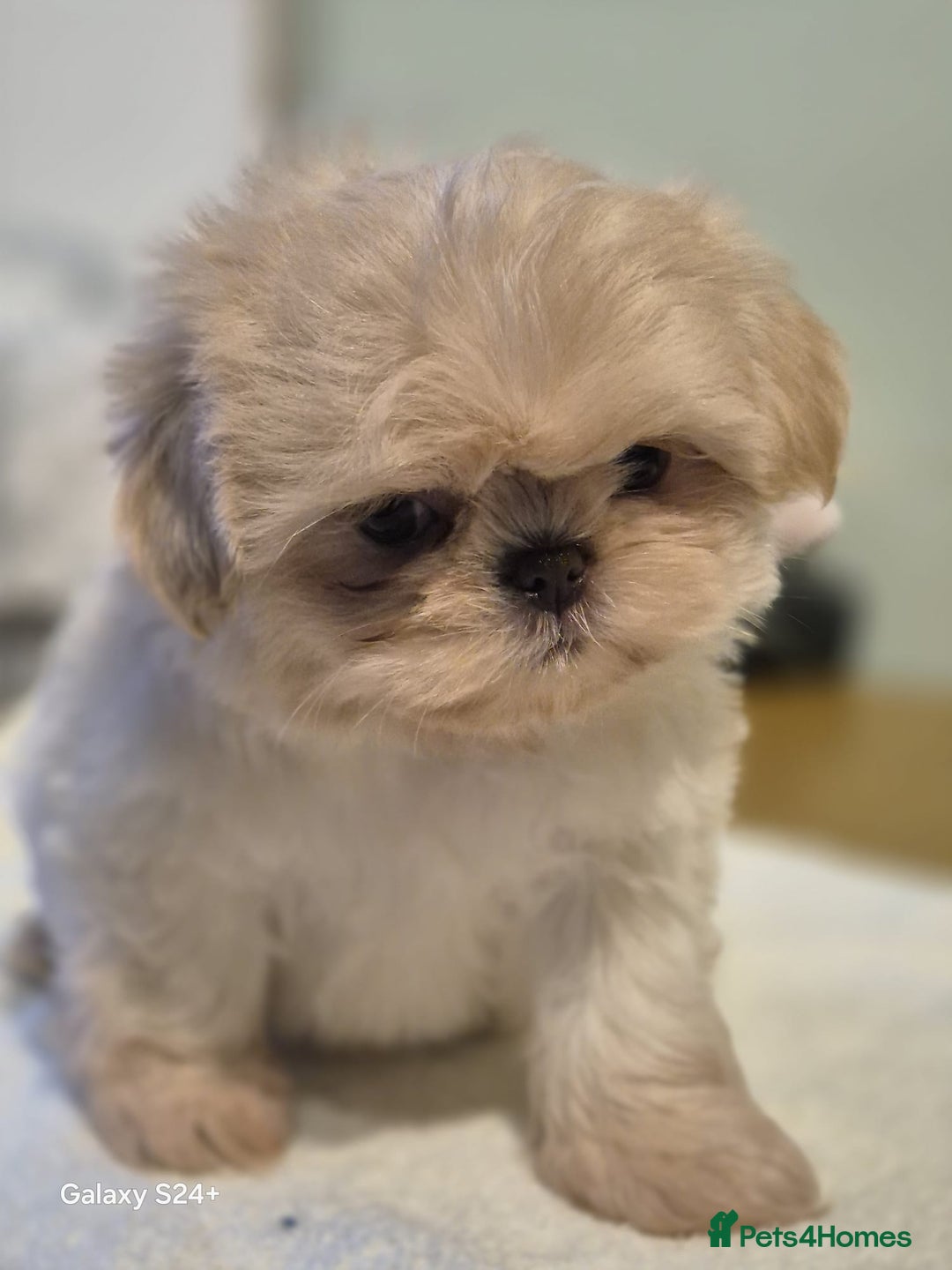 Shih Tzu dogs for sale: Outstanding Imperial Shih Tzu Pups - Image 10