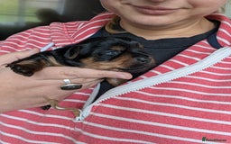 Yorkshire Terrier dogs for sale: Beautiful Yorkshire terrier puppies  - Image 6