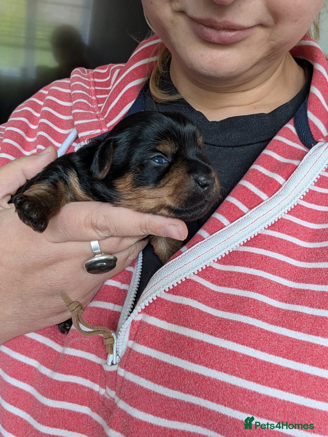 Yorkshire Terrier dogs for sale: Beautiful Yorkshire terrier puppies  - Image 6