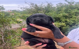 Cockerdor dogs for sale: Beautiful Cockerdor puppies for sale  - Image 3