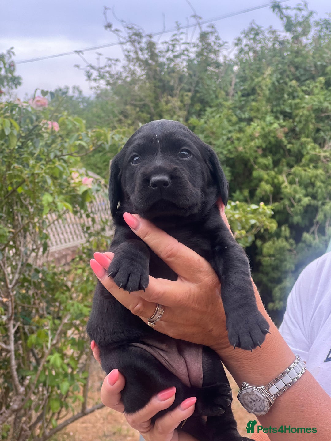 Cockerdor dogs for sale: Beautiful Cockerdor puppies for sale  - Image 3