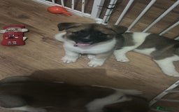 Akita dogs for sale: American akita Female bitches  - Image 3