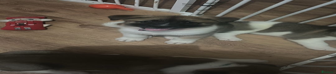 Akita Puppy 4 dark pink 