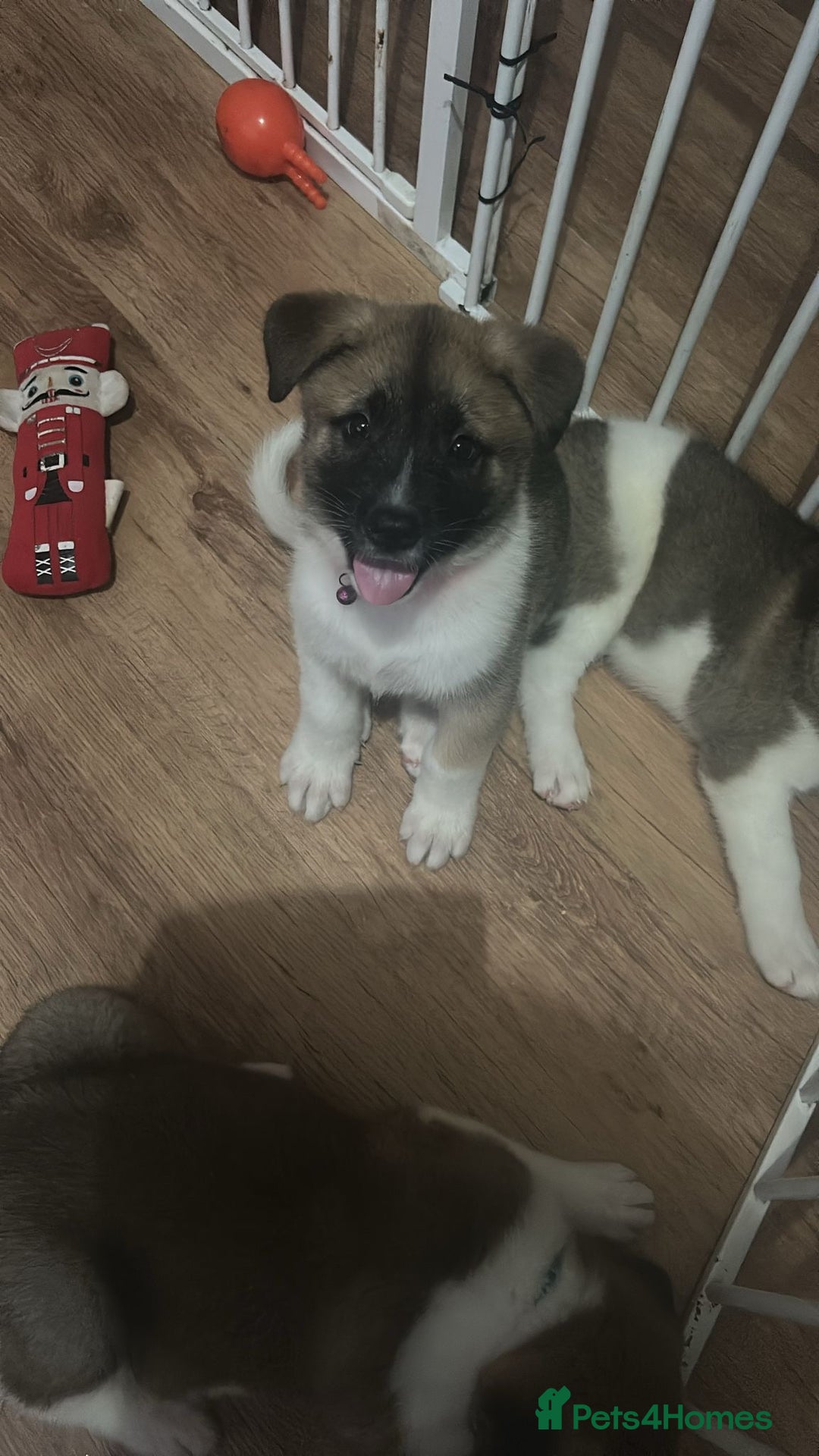 Akita dogs for sale: American akita Female bitches  - Image 3