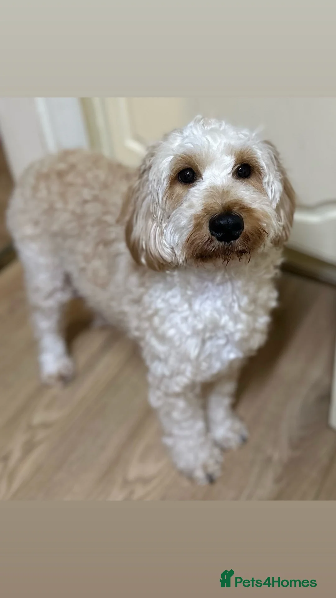 Cockapoo dogs for sale: F1B toy cockapoos ready to leave🤩 in Bradford - Advert 2