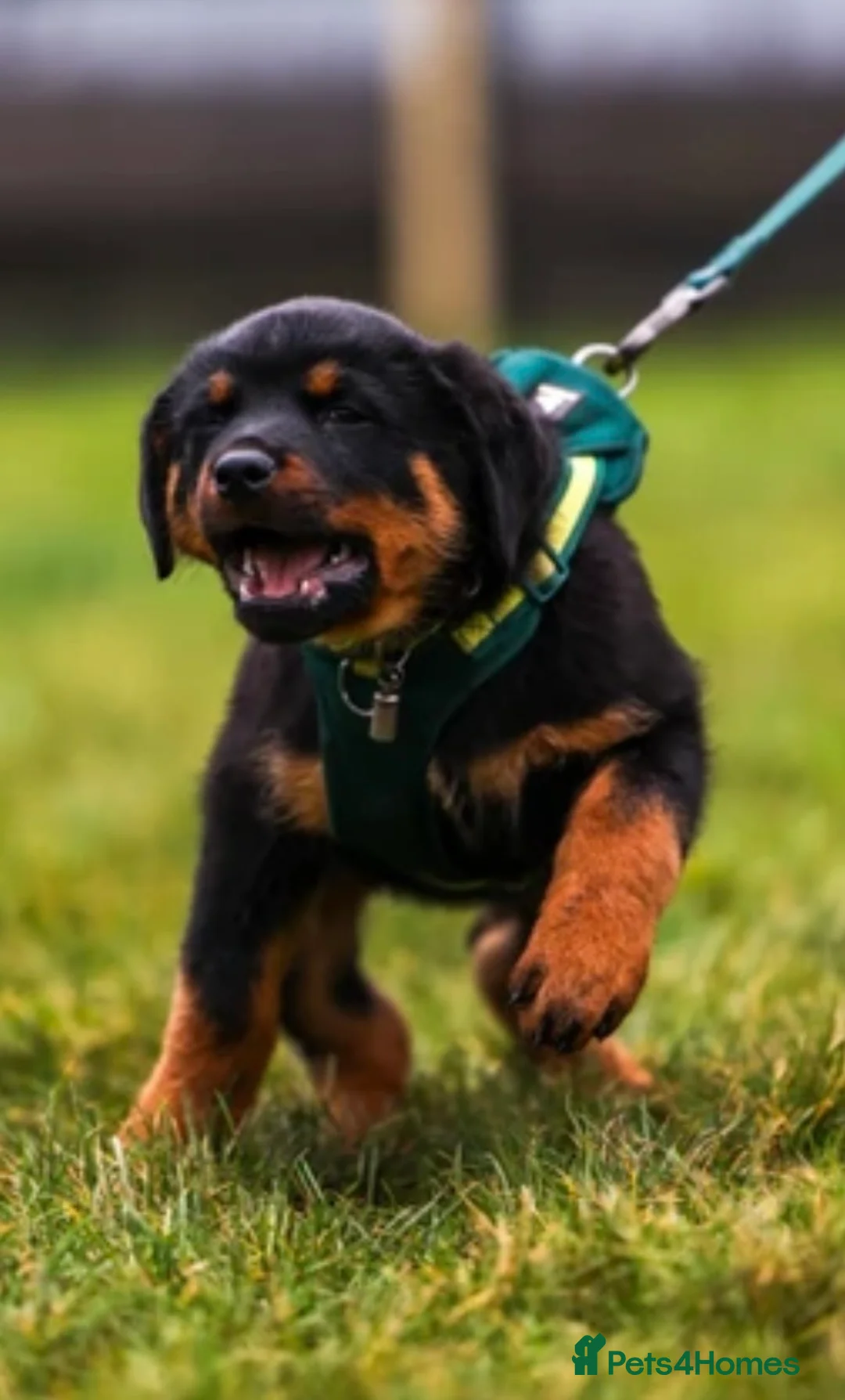 Rottweiler dogs for sale: Rottweiler Puppies - Advert 17