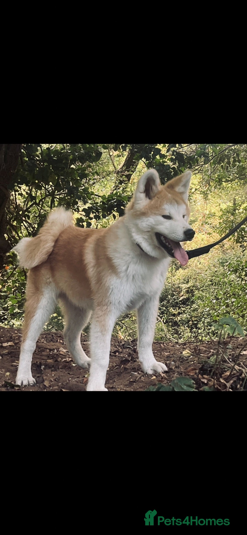 Japanese Akita Inu dogs Stunning Male puppies  - Advert 8