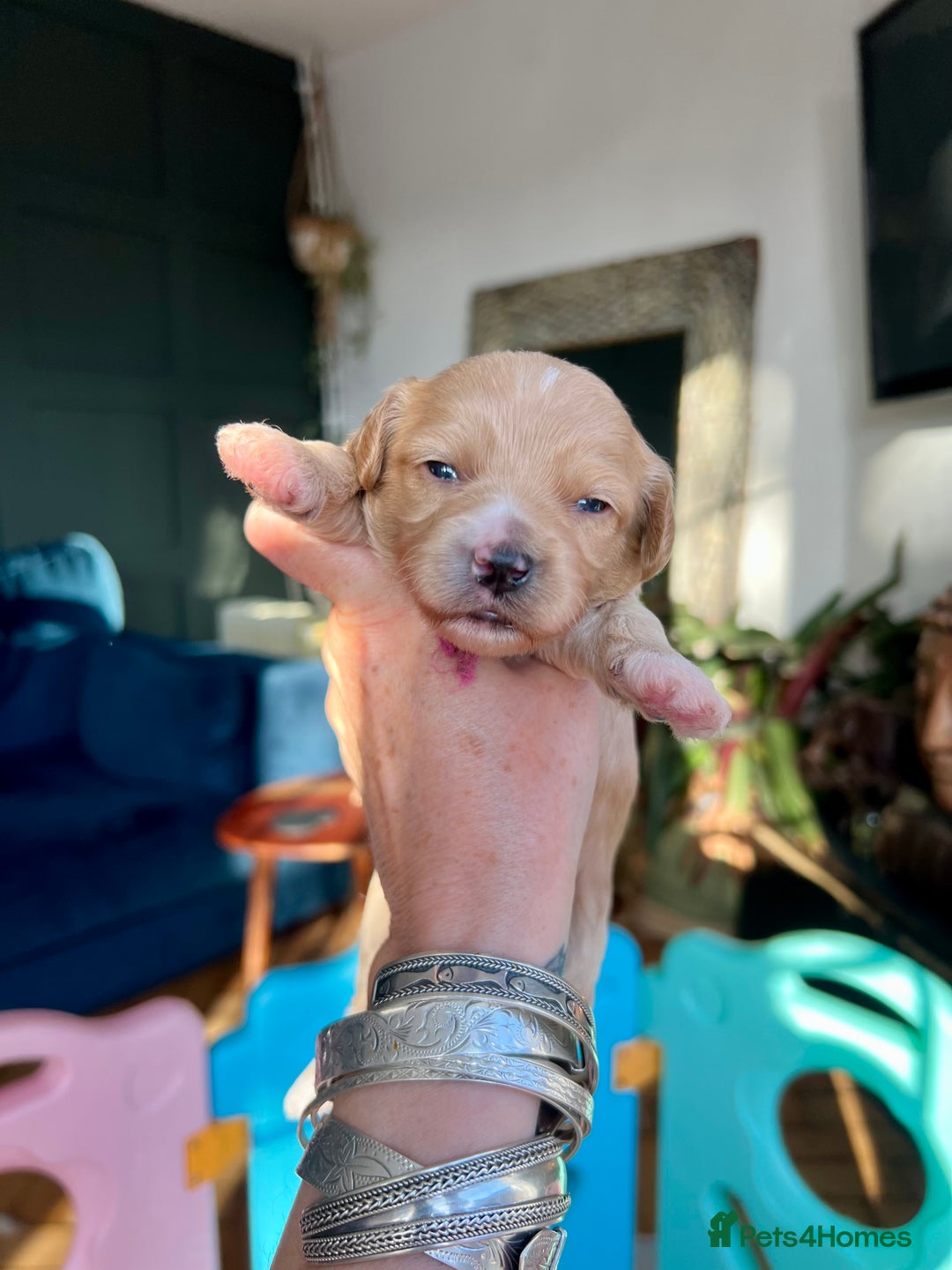 Cavapoochon dogs for sale: 5 ⭐️ LICENSED BREEDER HEALTH TESTED CAVAPOOCHONS - Advert 29