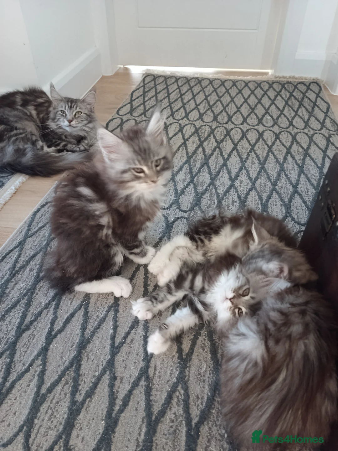 Maine Coon cats for sale: Maine coon kittens available  - Advert 2