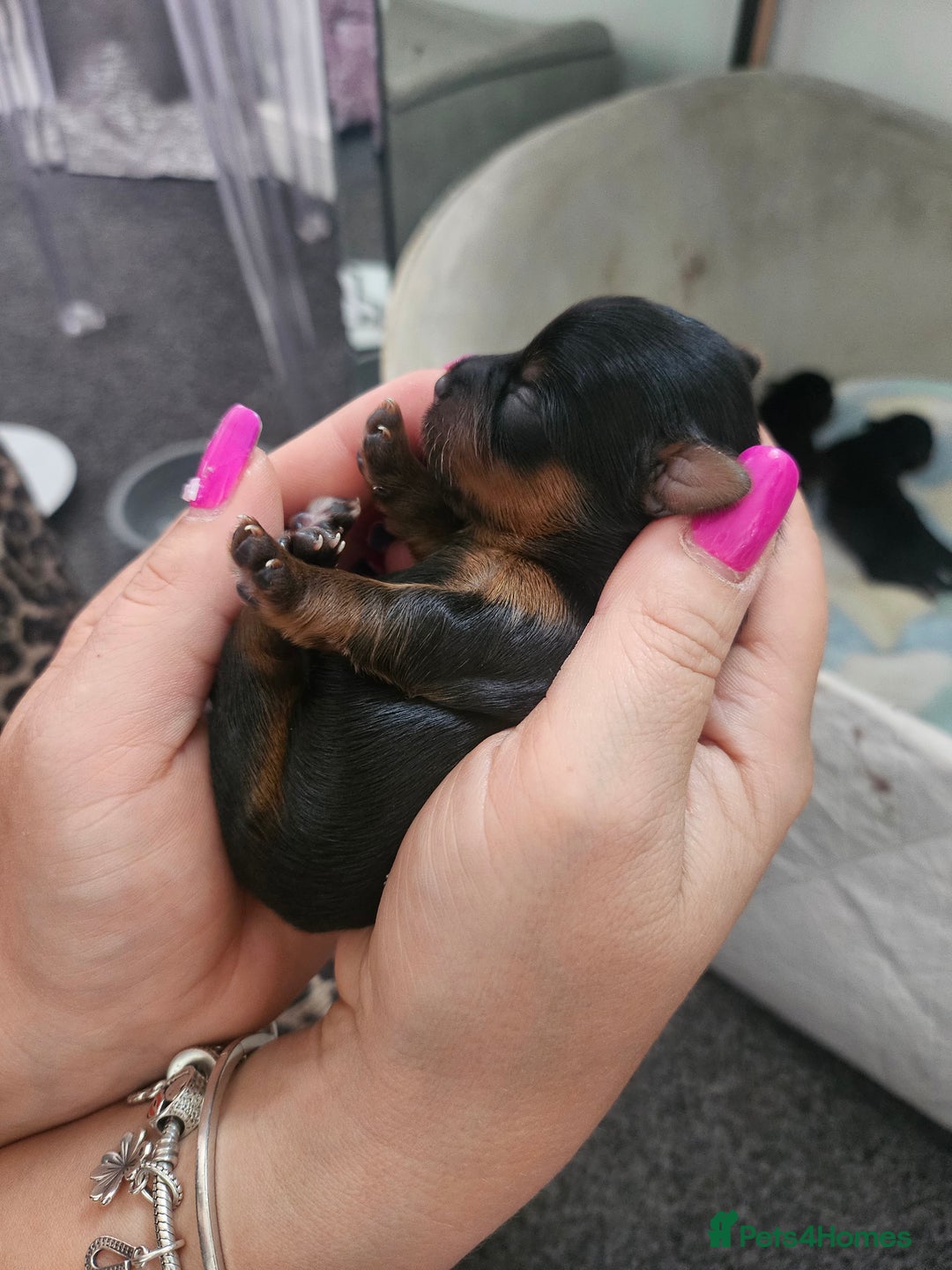 Yorkshire Terrier dogs for sale: Yorkshire terrier (miniature) - Image 8
