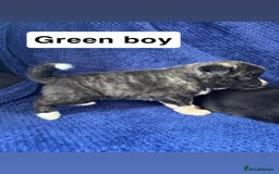 Akita dogs for sale: 5⭐️ Akita pups - Image 10